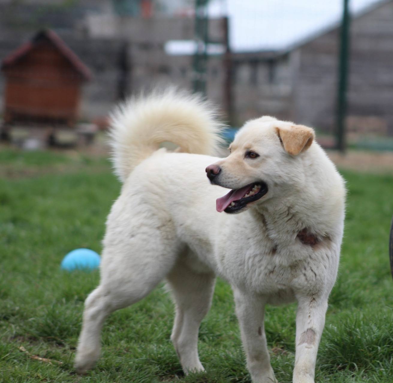 Bujor Casa lui Patrocle 4