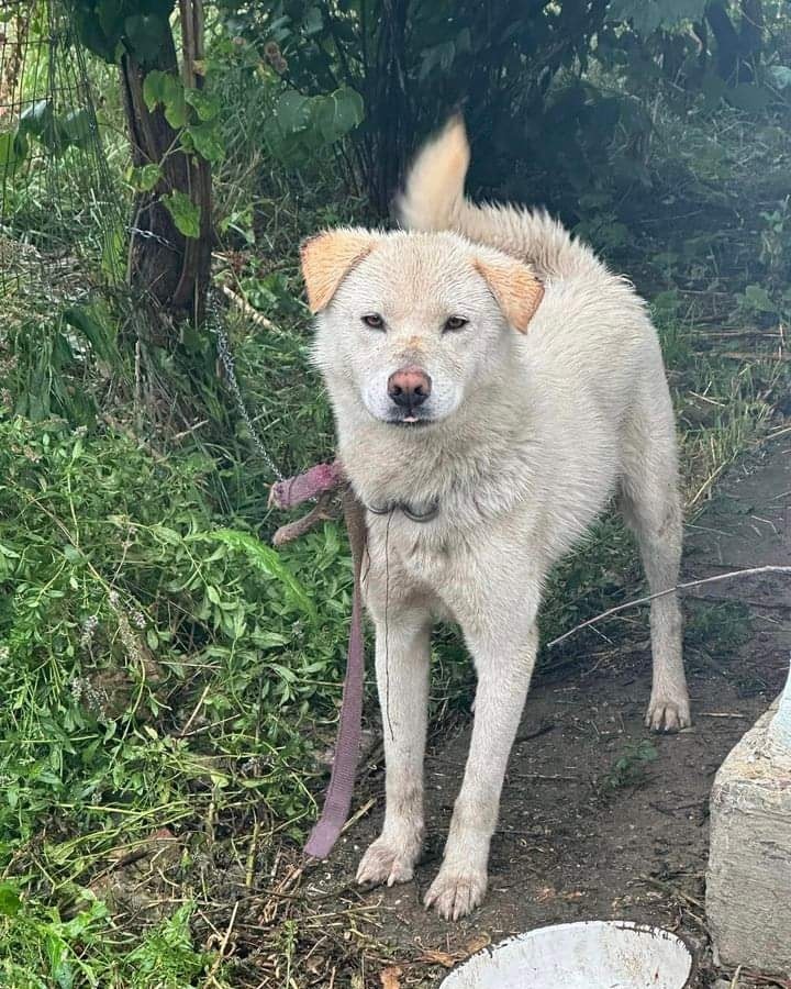 Bujor Casa lui Patrocle 5