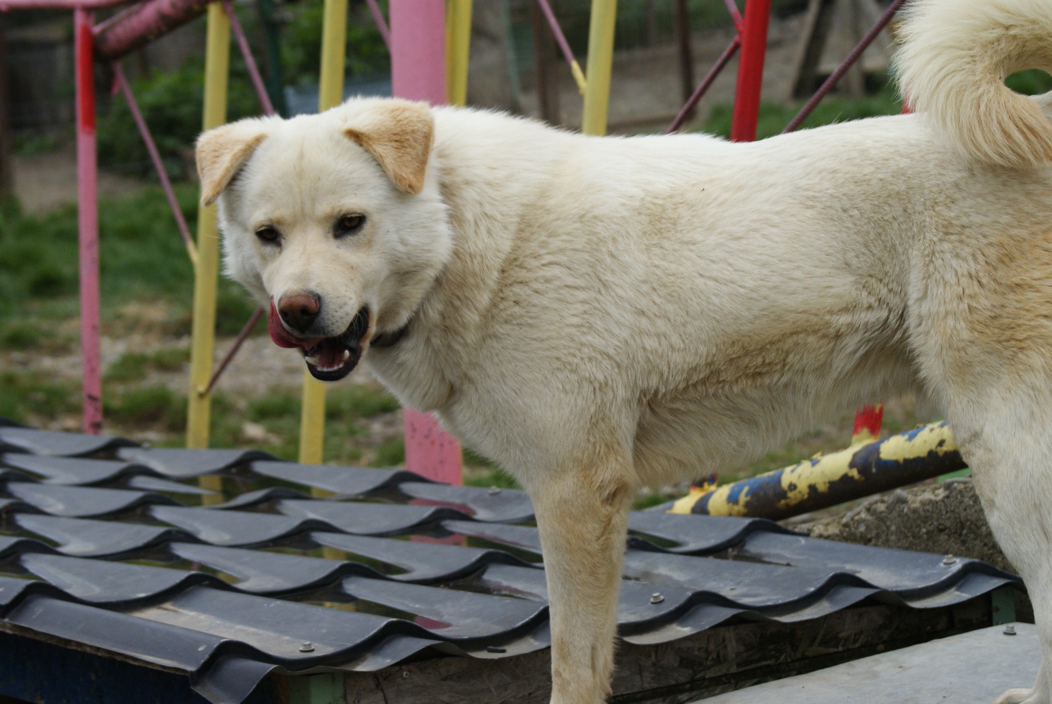 Bujor Casa lui Patrocle 6