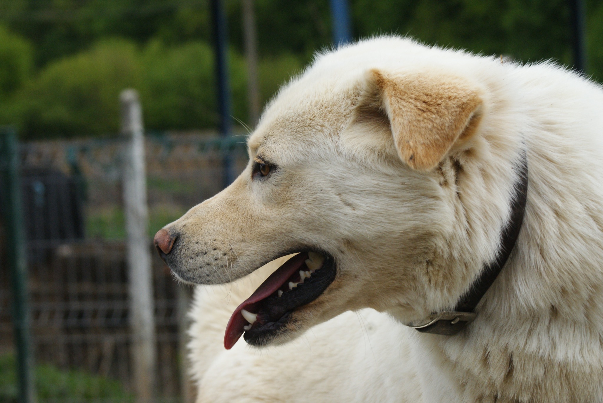 Bujor Casa lui Patrocle 7