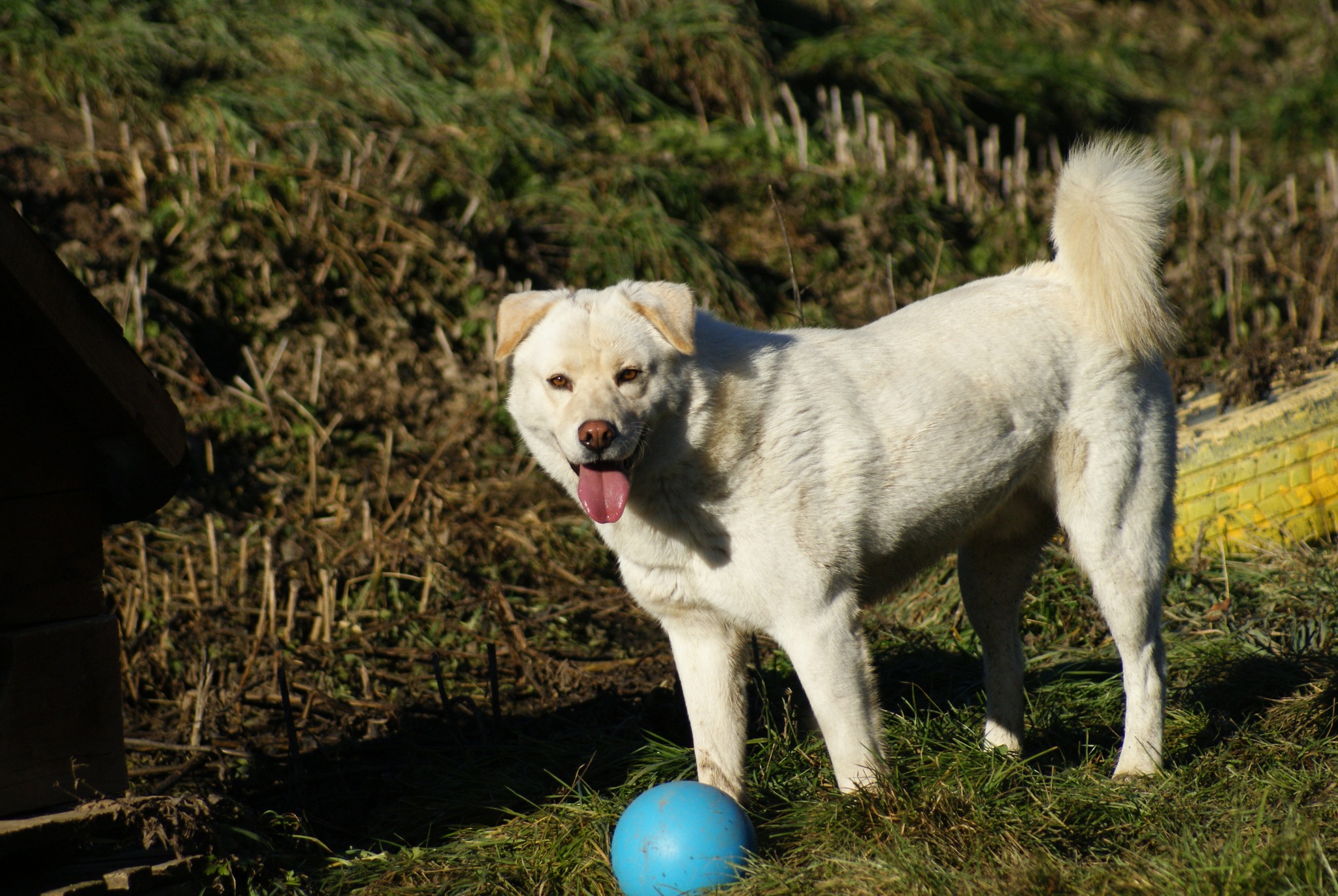 Bujor Casa lui Patrocle 8