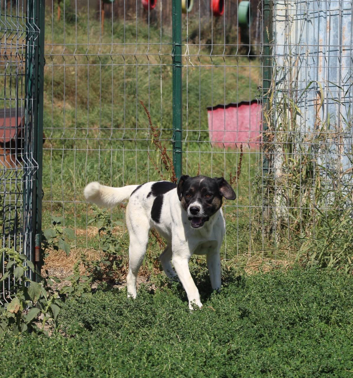 Cara Mia Casa lui Patrocle 2