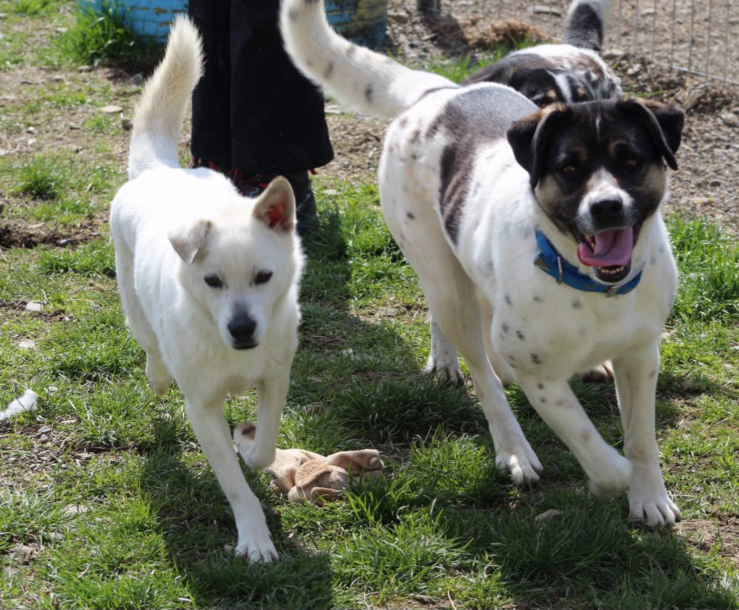 Cara Mia Casa lui Patrocle 3