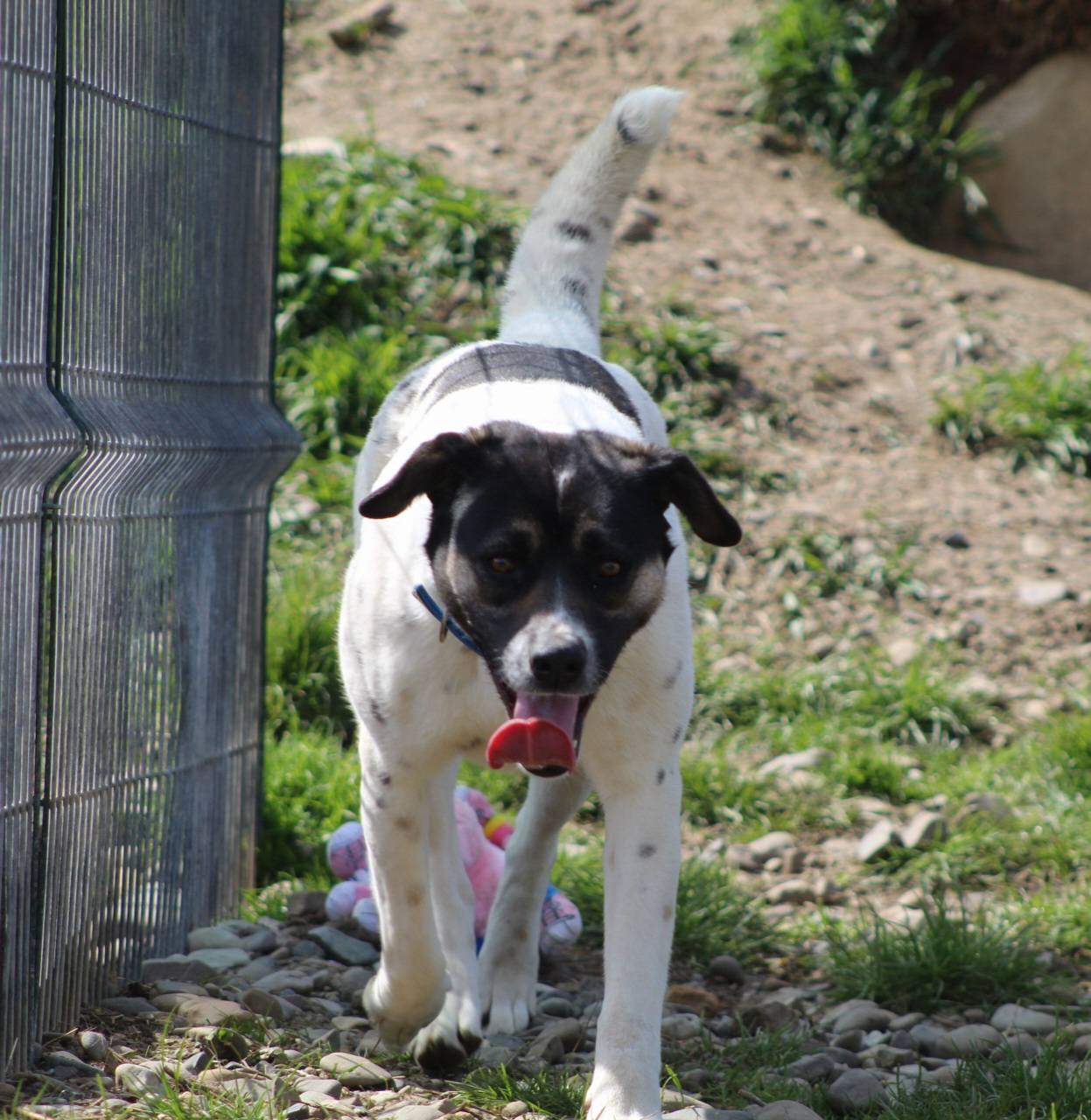 Cara Mia Casa lui Patrocle 4