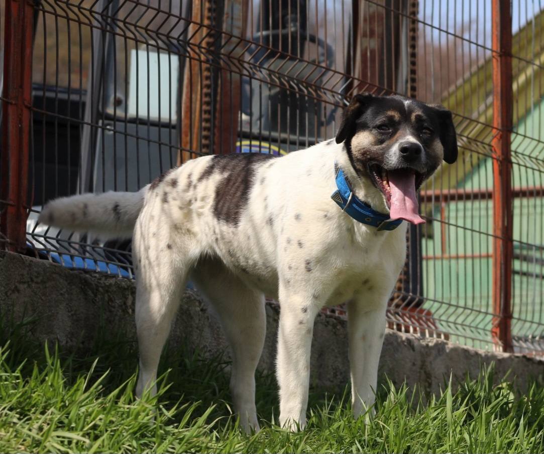 Cara Mia Casa lui Patrocle 5