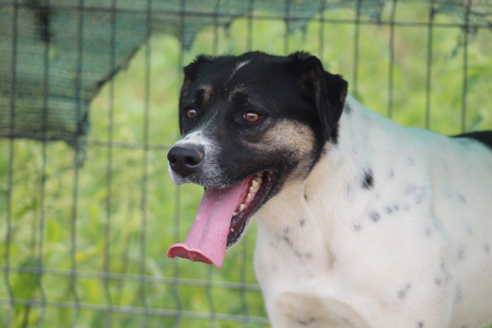 Cara Mia Casa lui Patrocle 7