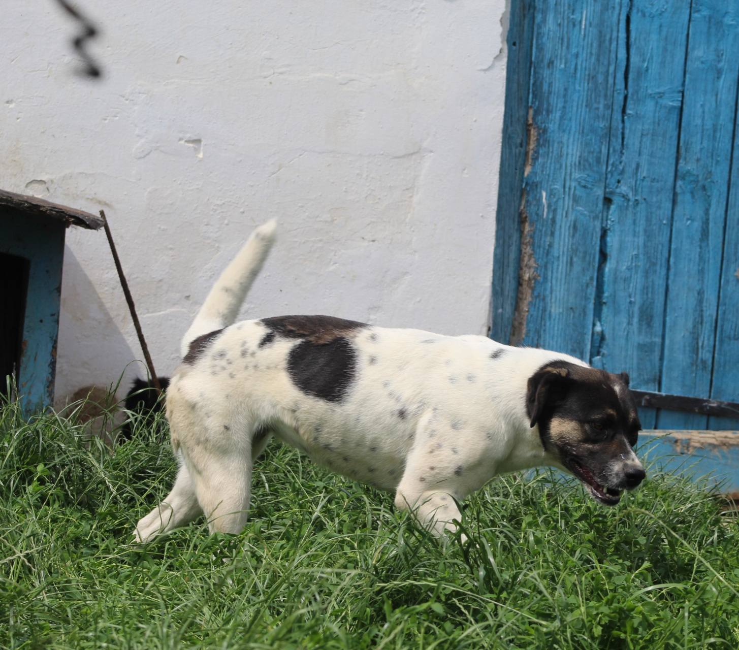 Cara Mia Casa lui Patrocle 8