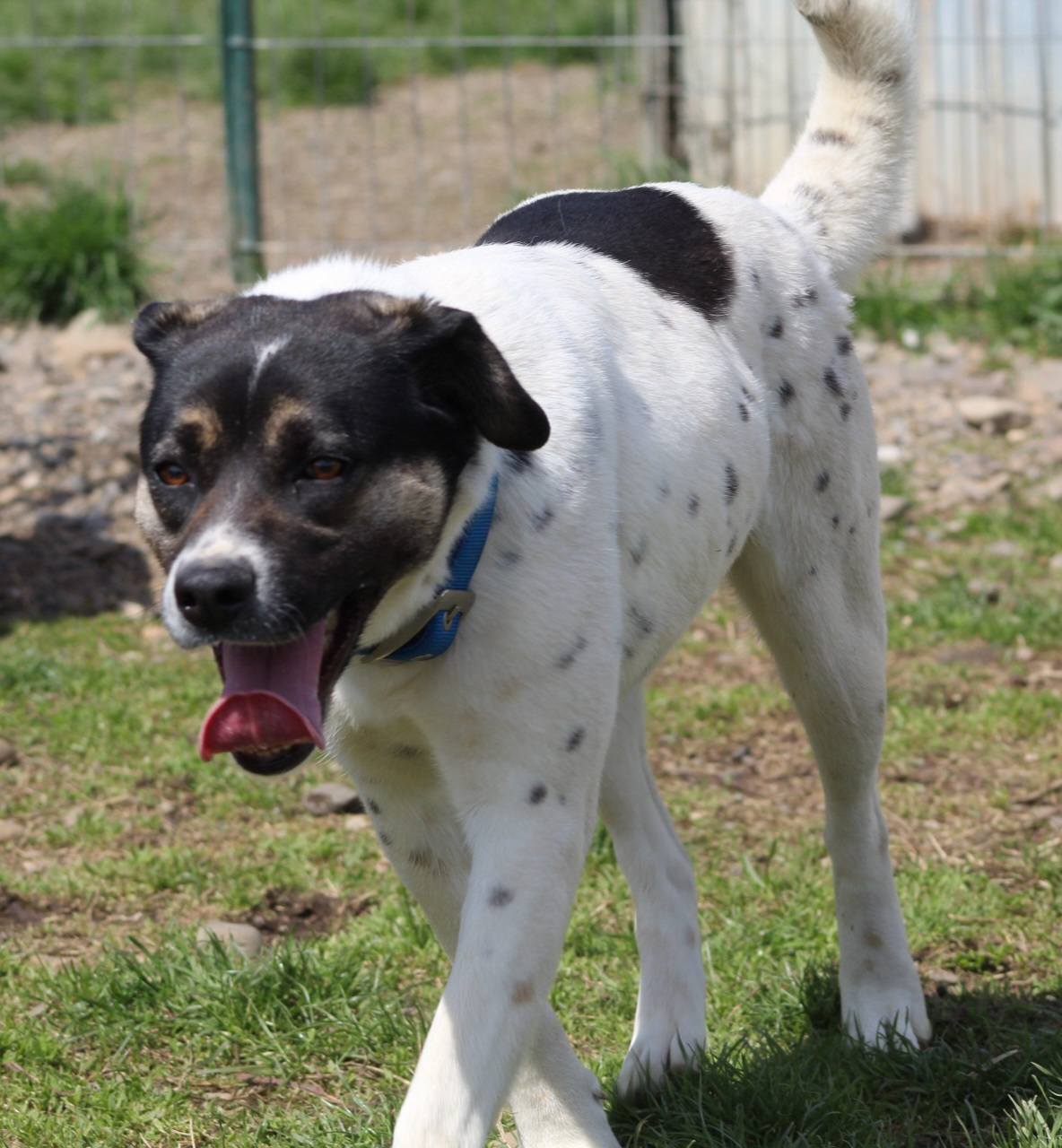Cara, câine mascul de talie medie