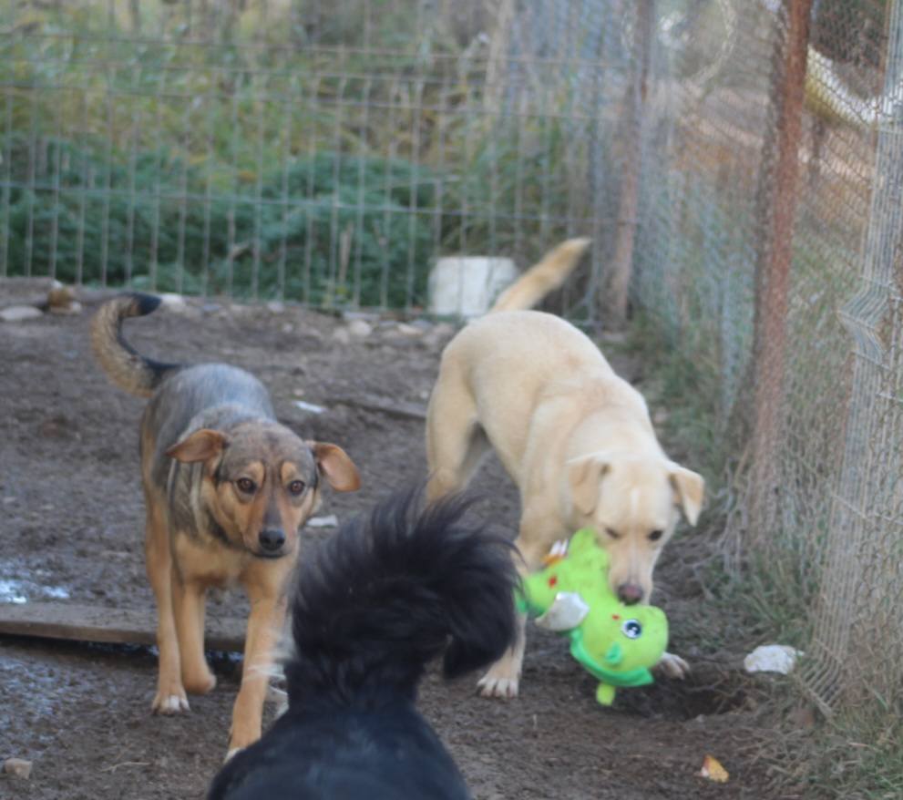 Caramela Casa lui Patrocle 2