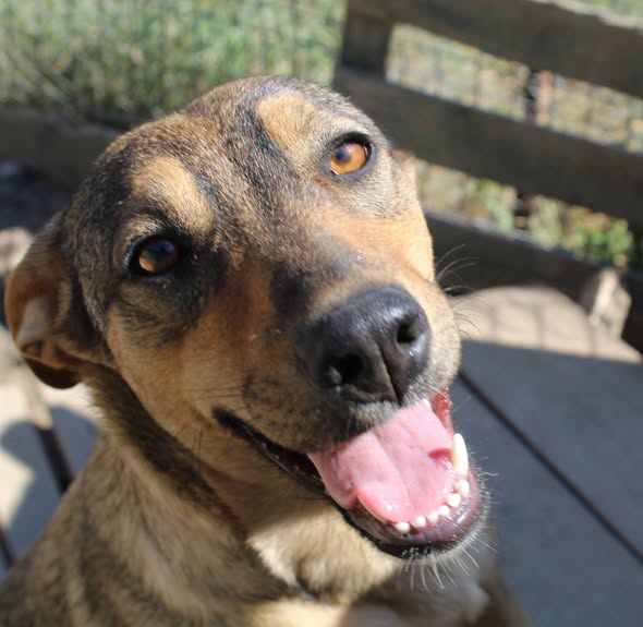 Caramela Casa lui Patrocle 3