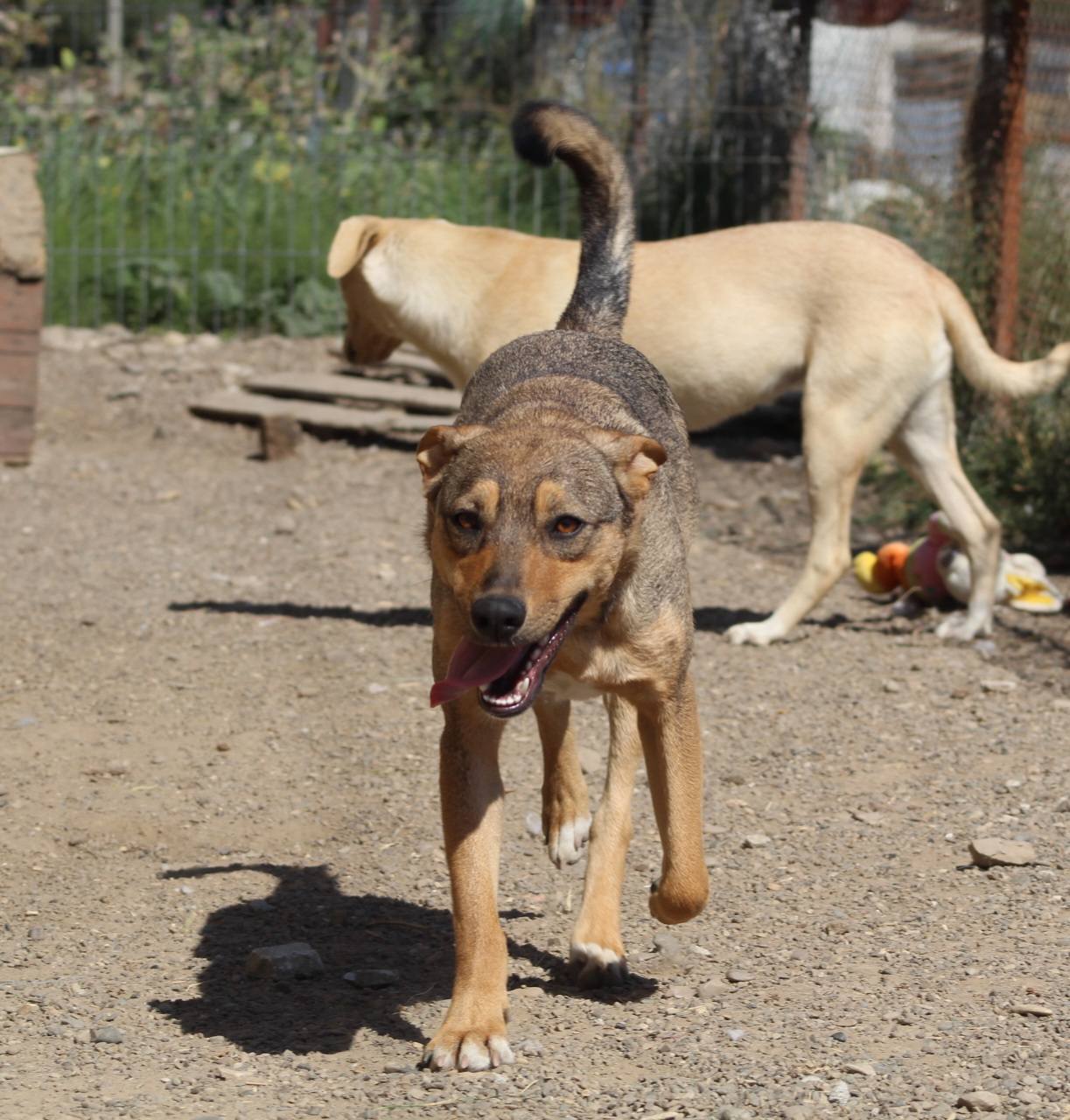 Caramela Casa lui Patrocle 5