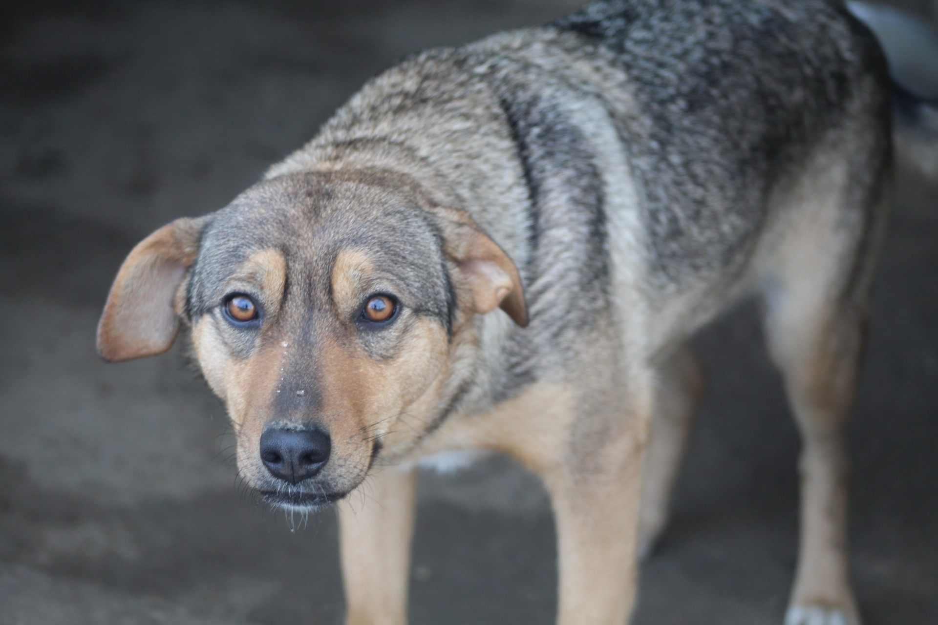 Caramela, câine mascul de talie medie