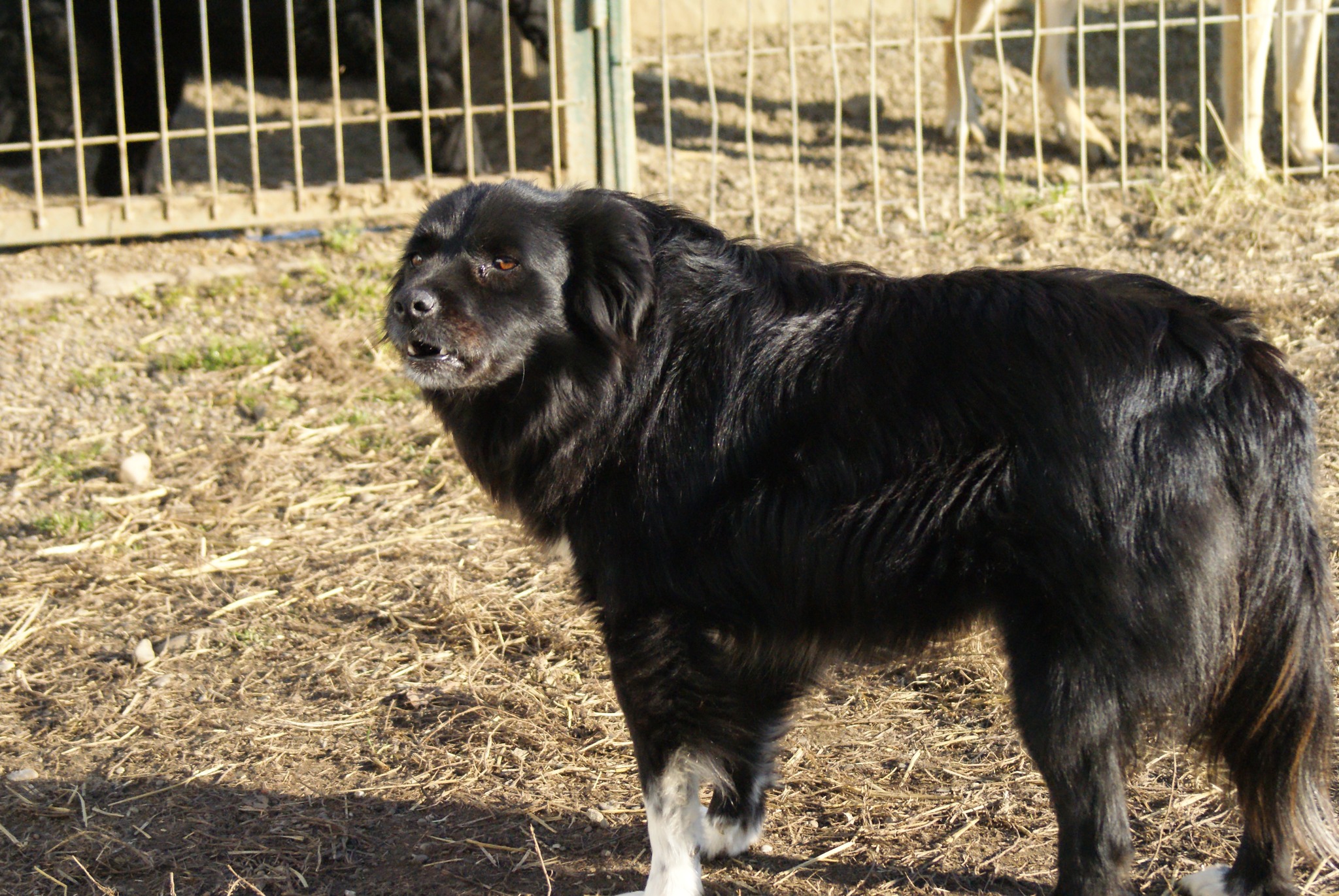 Carlos Casa lui Patrocle 8