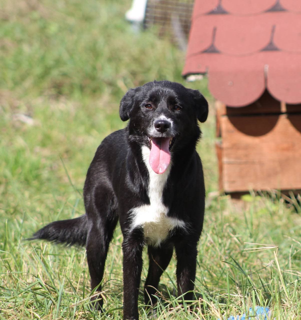 Charlotte Casa lui Patrocle 2