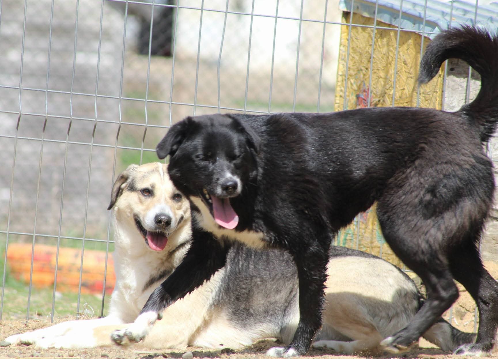 Charlotte Casa lui Patrocle 3