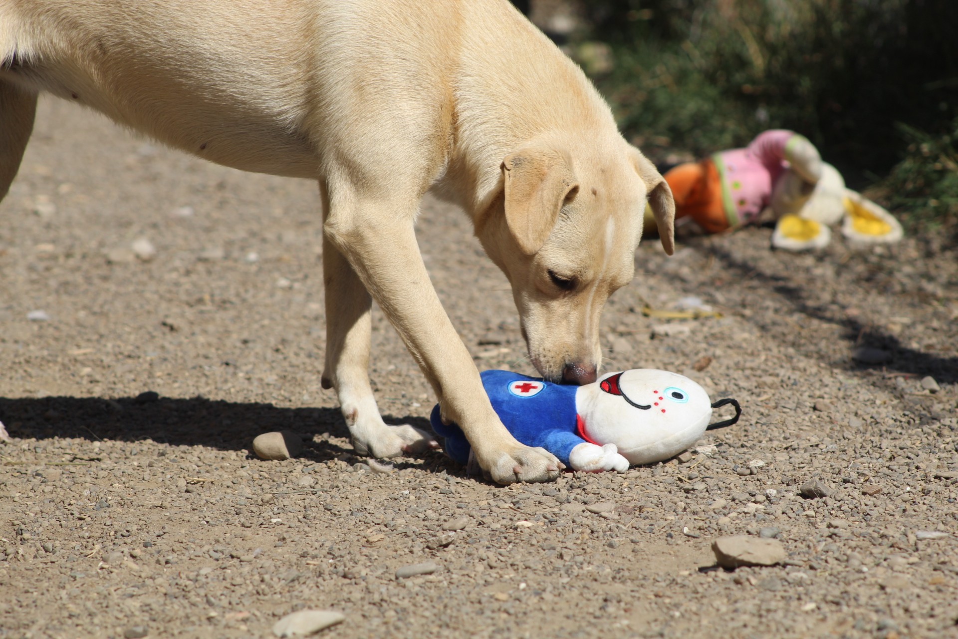 Cosette Casa lui Patrocle 5