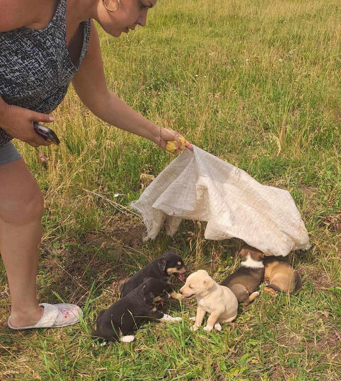 Cosette Casa lui Patrocle 6