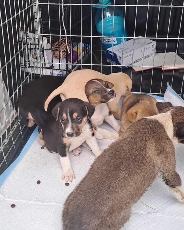 Cosette Casa lui Patrocle 7