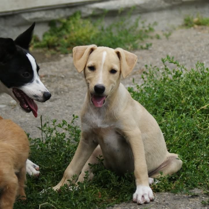 Cosette Casa lui Patrocle 8