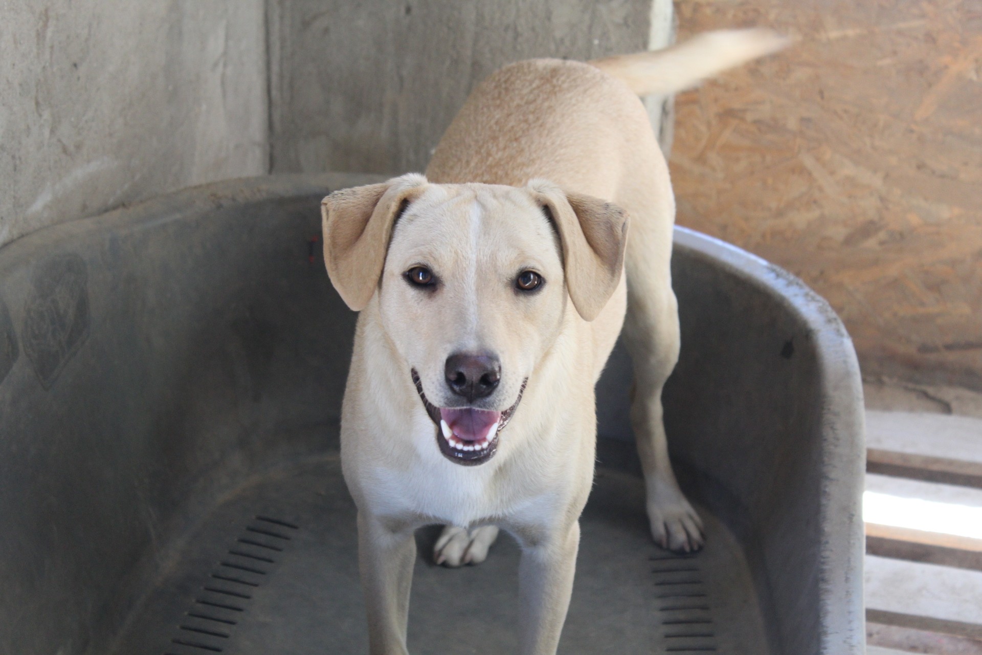 Cosette, câine femelă de talie medie