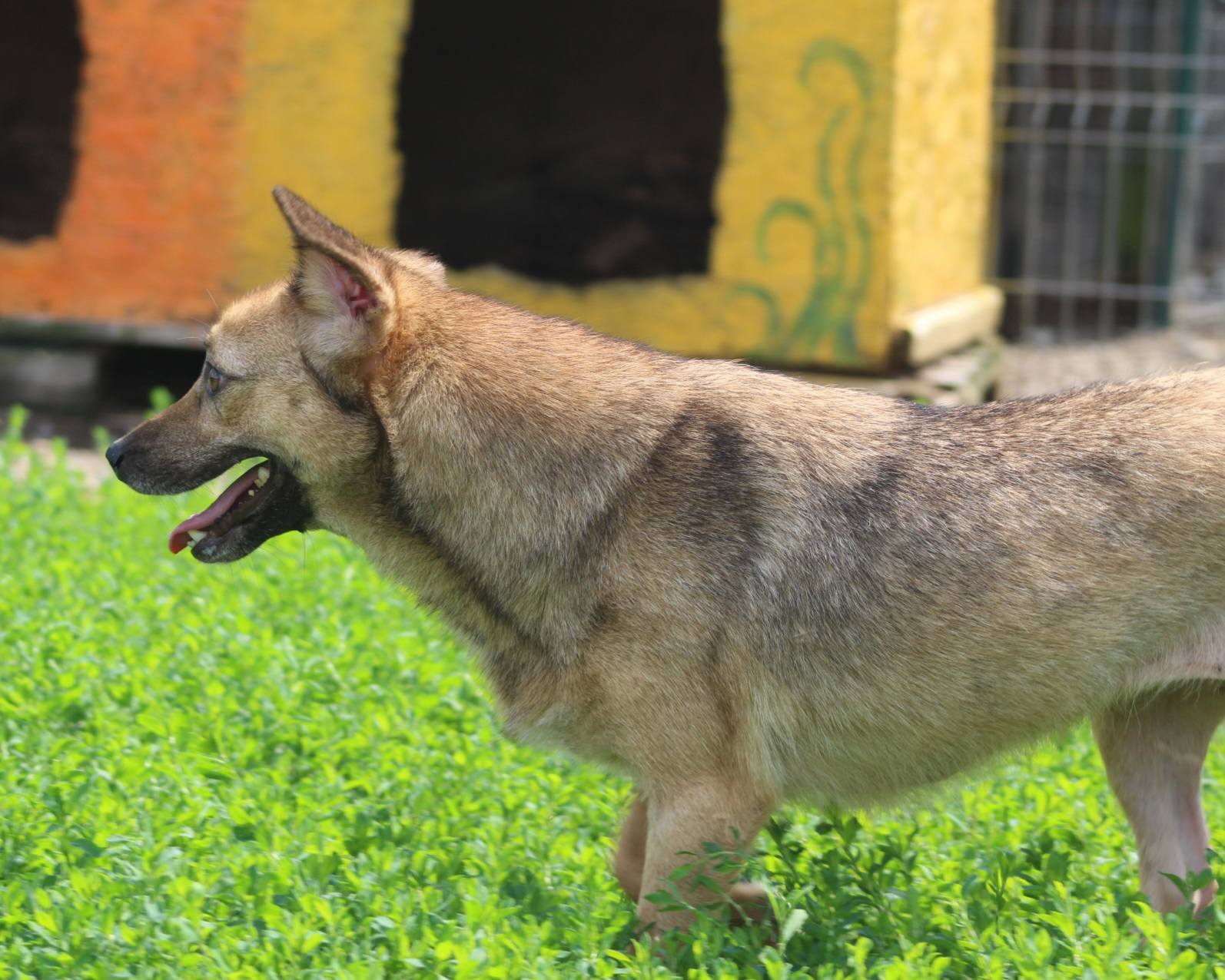 Crina Casa lui Patrocle 3