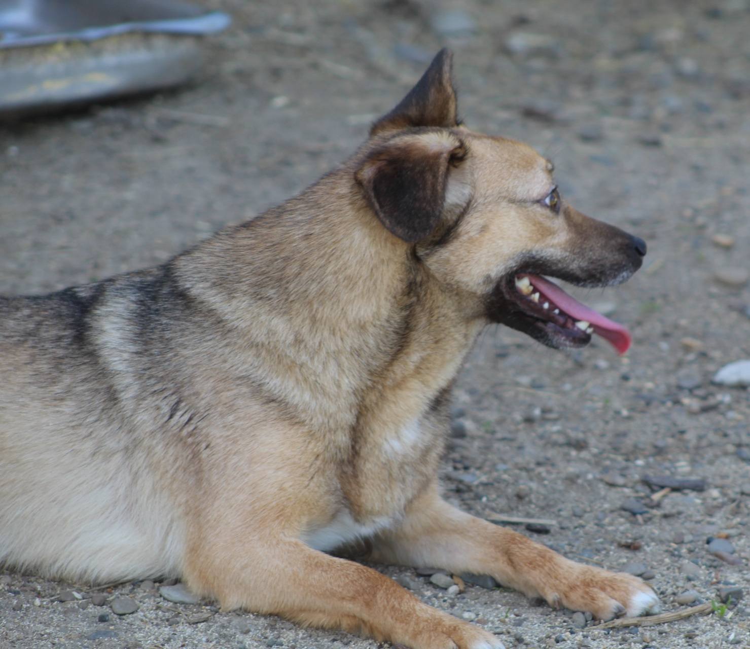 Crina Casa lui Patrocle 4