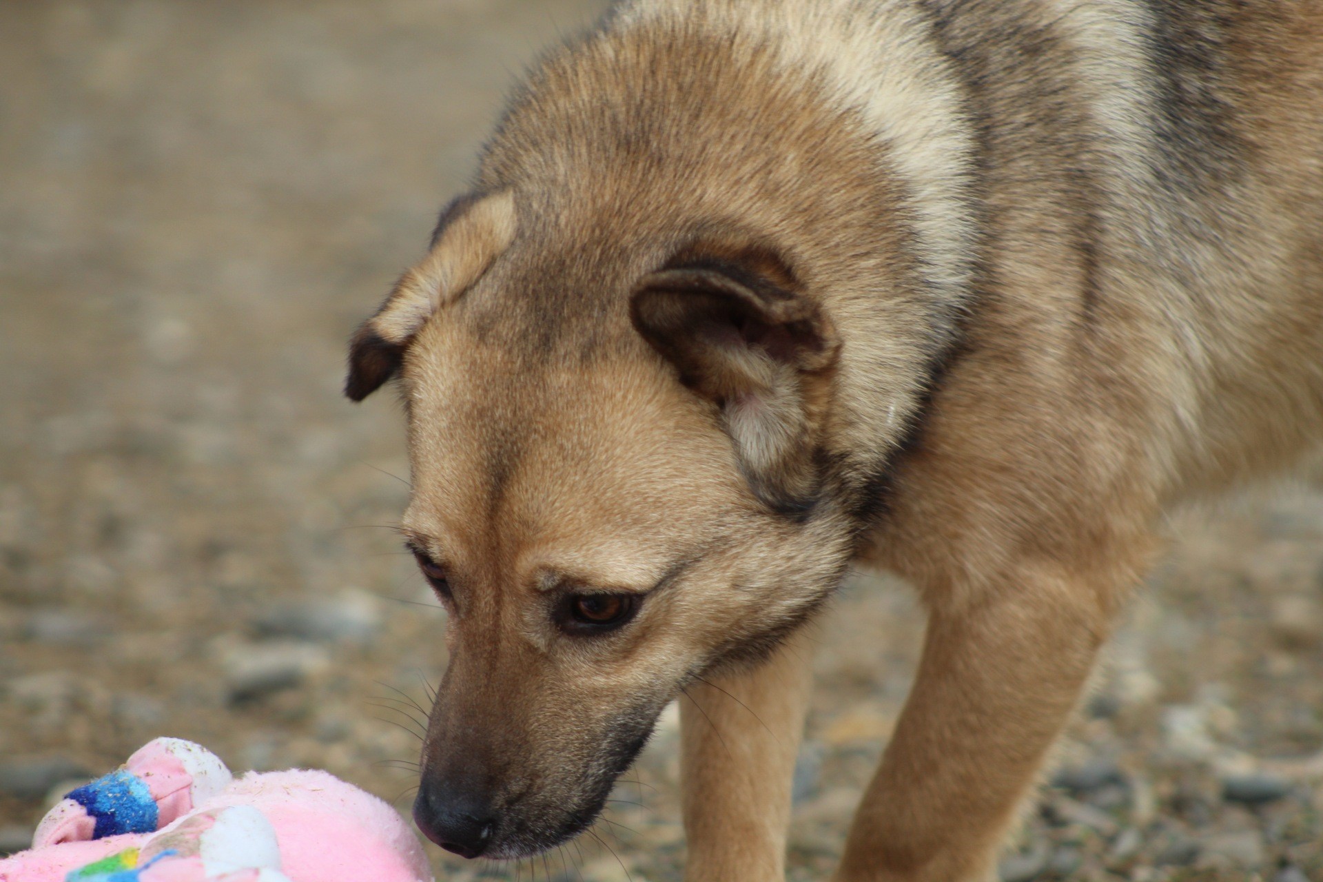 Crina Casa lui Patrocle 5