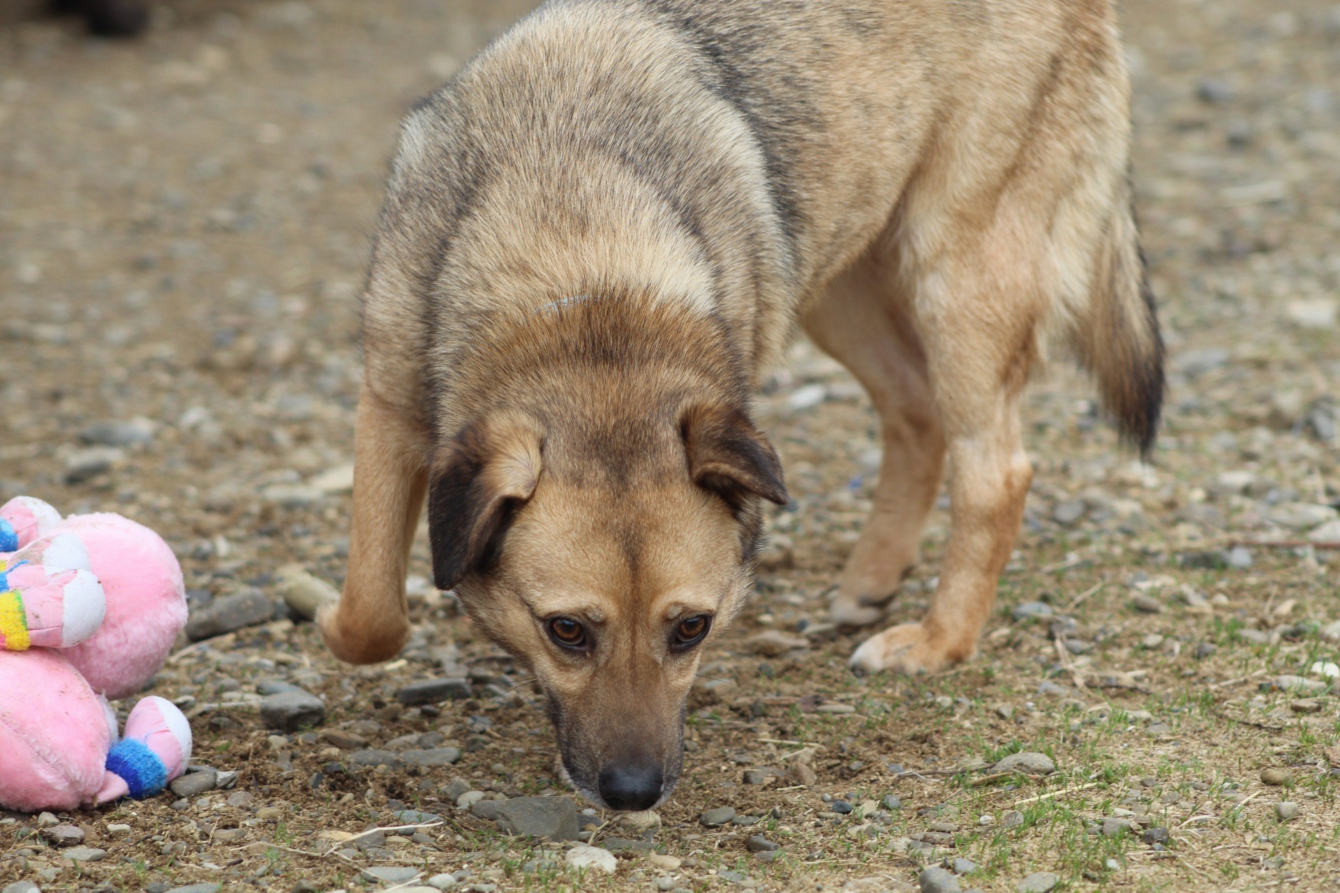 Crina Casa lui Patrocle 6