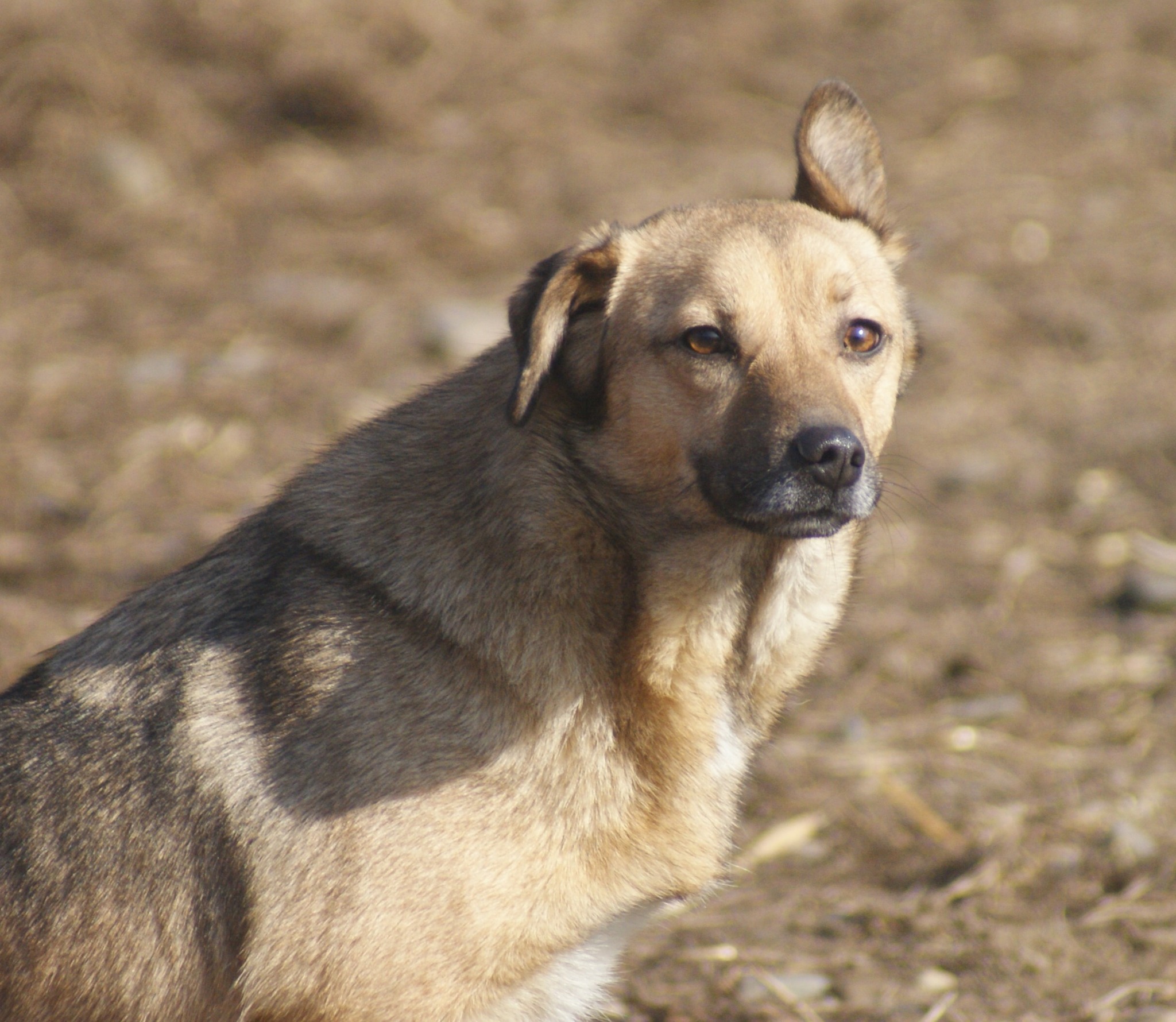 Crina Casa lui Patrocle 7