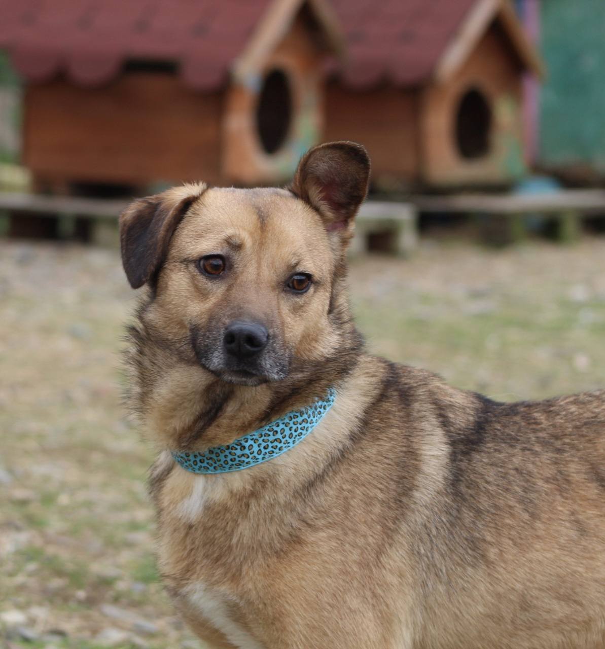 Crina, câine femelă de talie medie