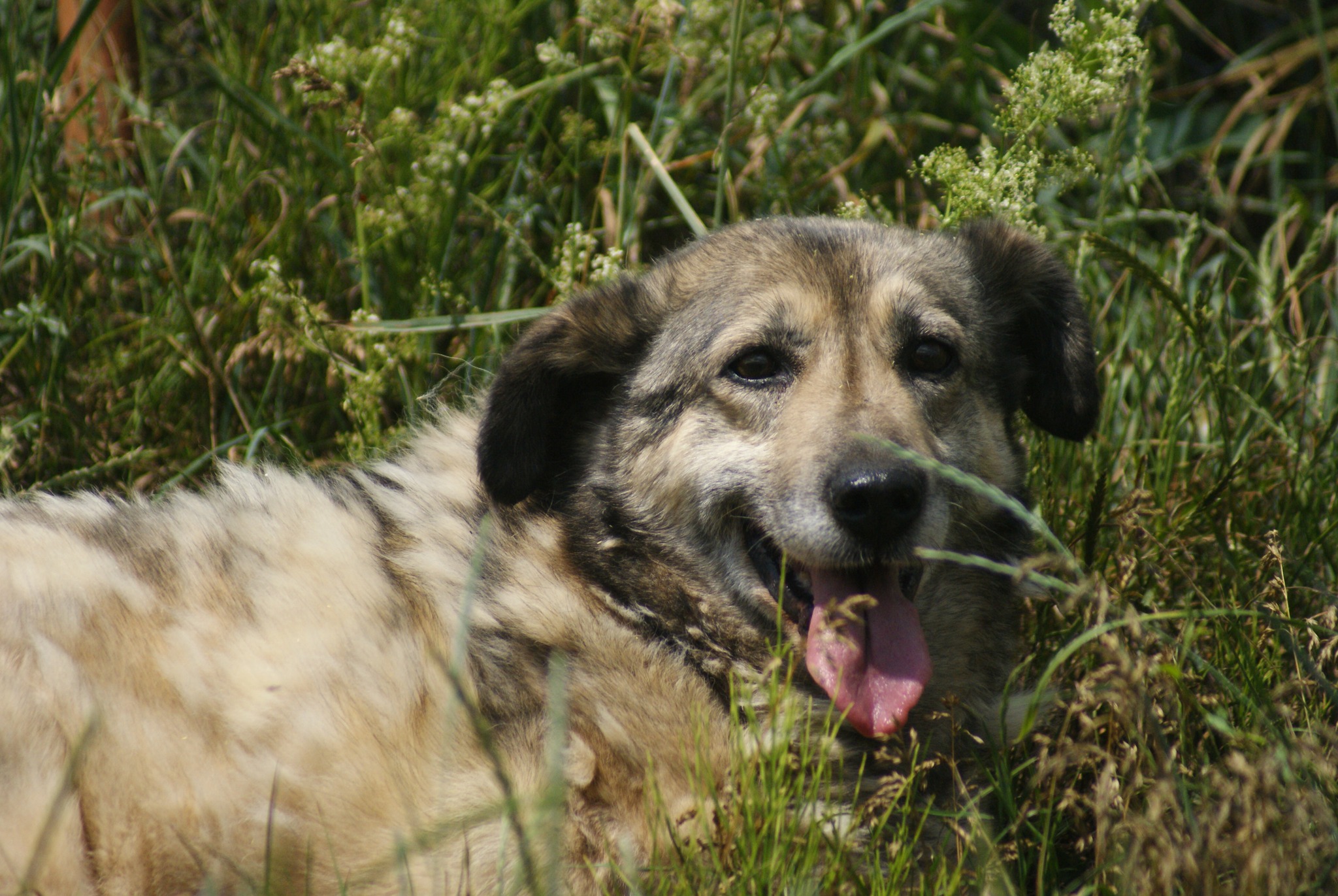 Daisy Casa lui Patrocle 2