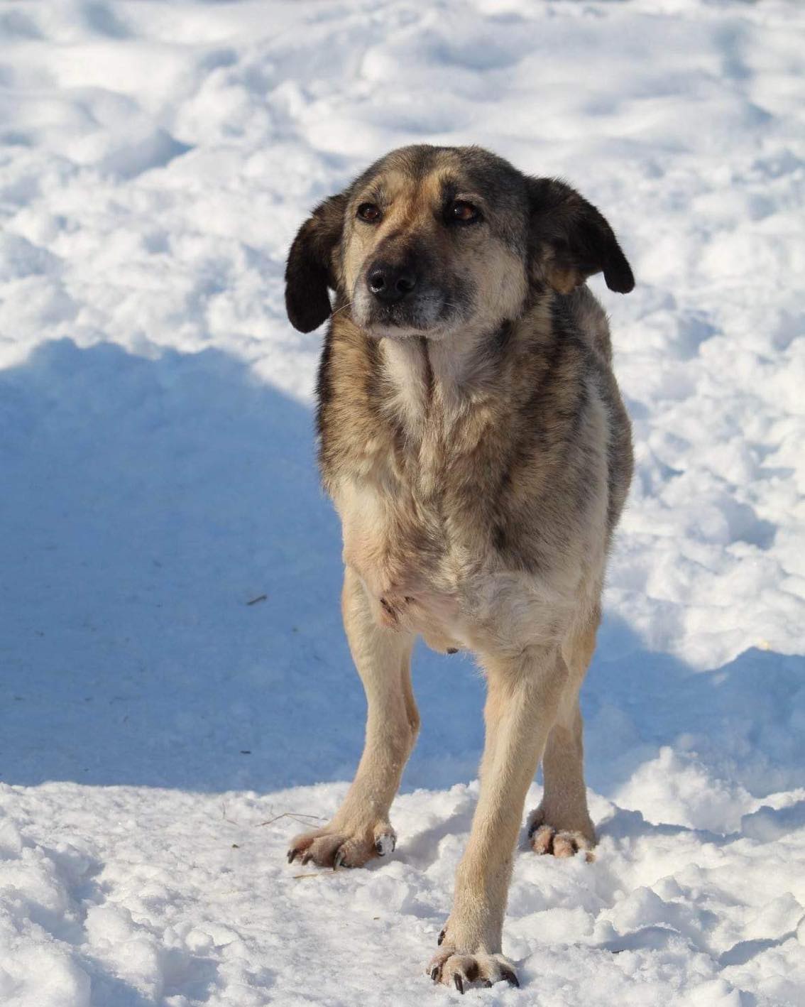 Daisy Casa lui Patrocle 3