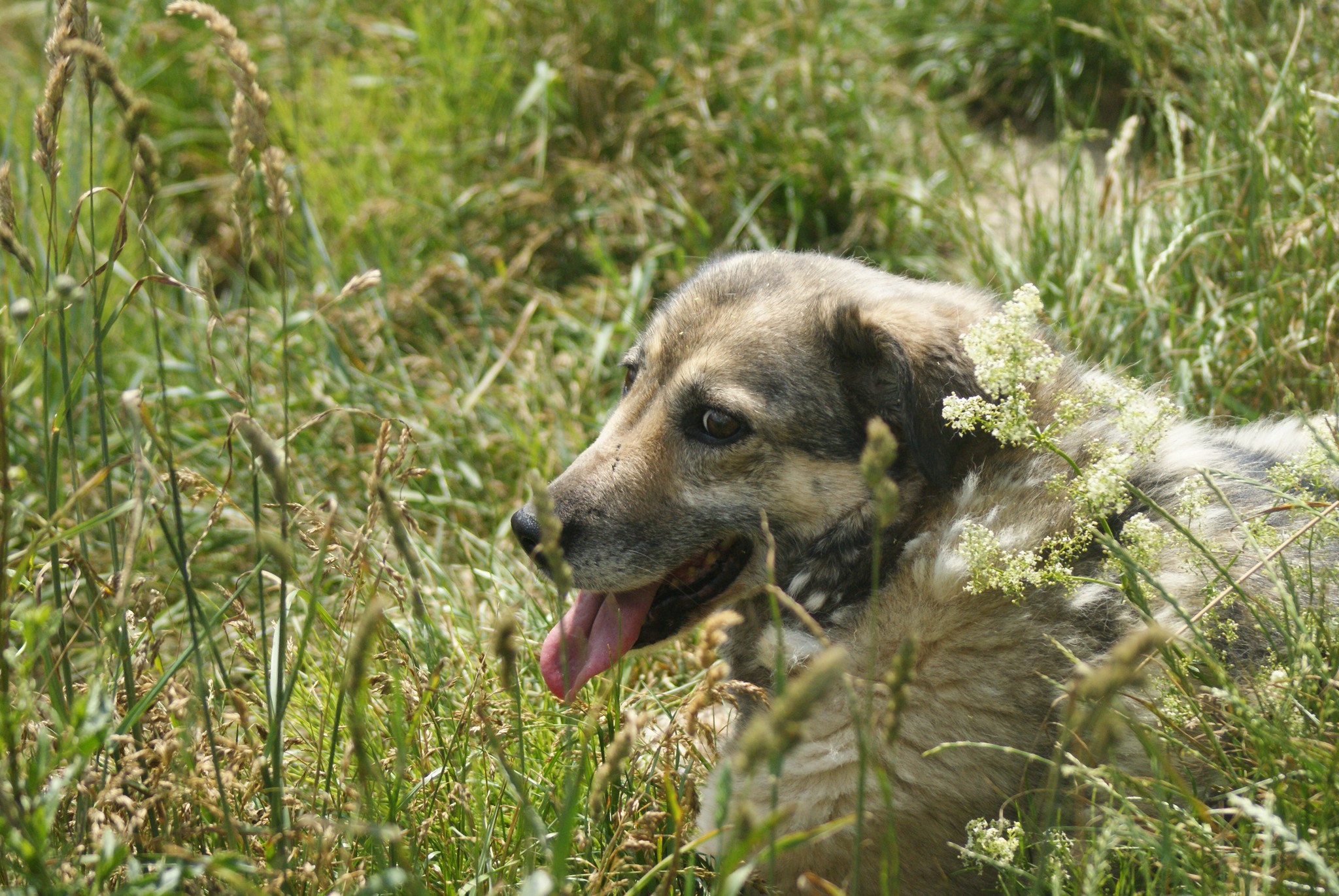 Daisy Casa lui Patrocle 4