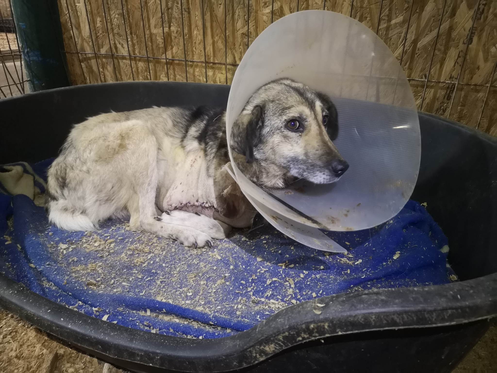 Daisy Casa lui Patrocle 5