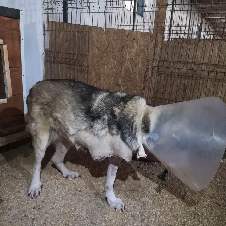 Daisy Casa lui Patrocle 7