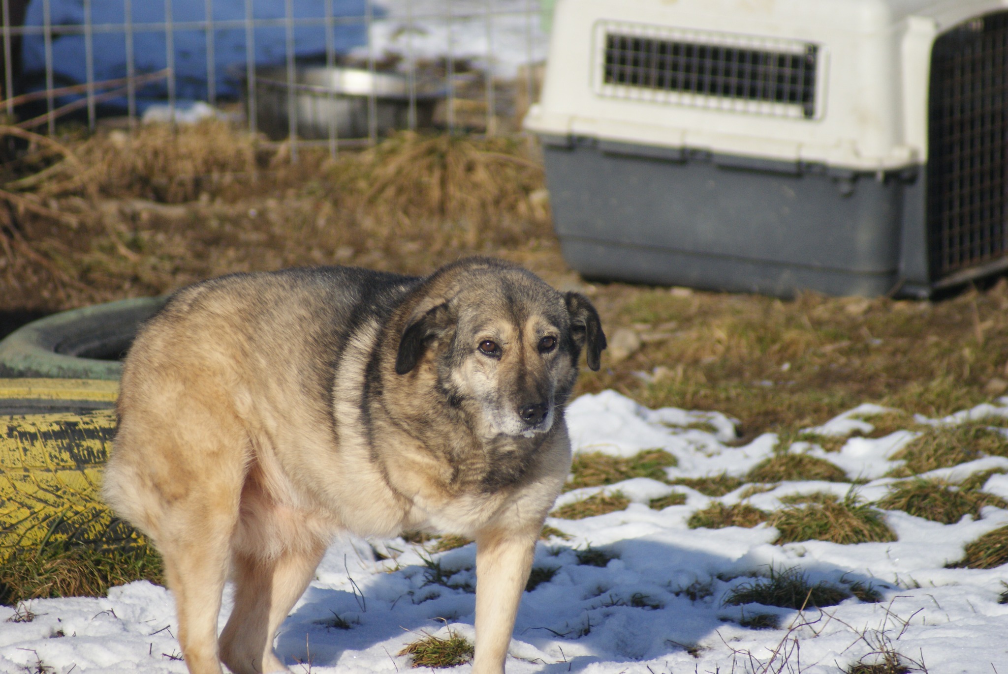 Daisy Casa lui Patrocle 8