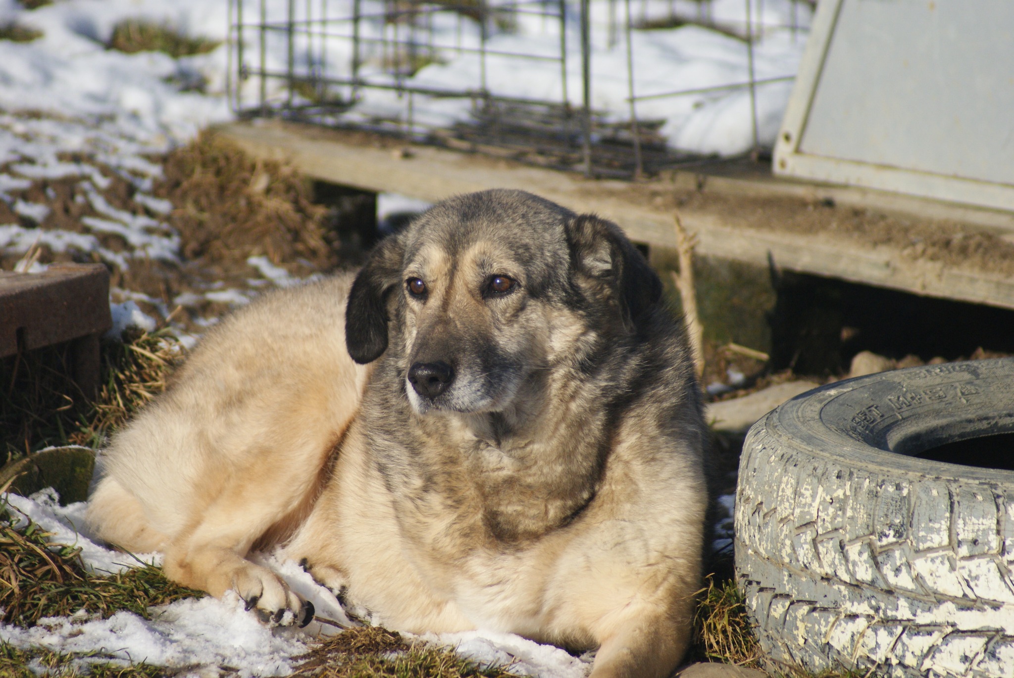 Daisy, câine femelă de talie medie