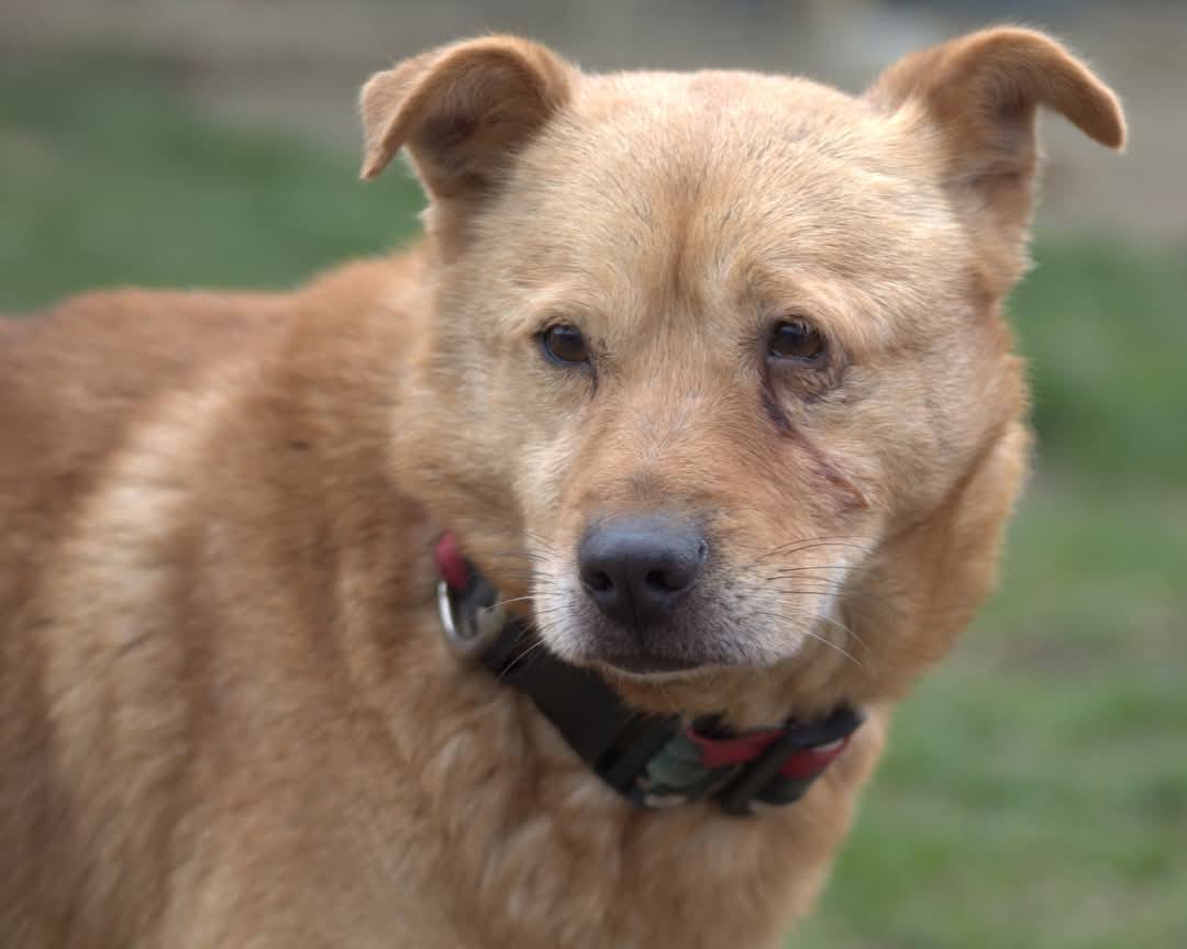 Diego Casa lui Patrocle 2