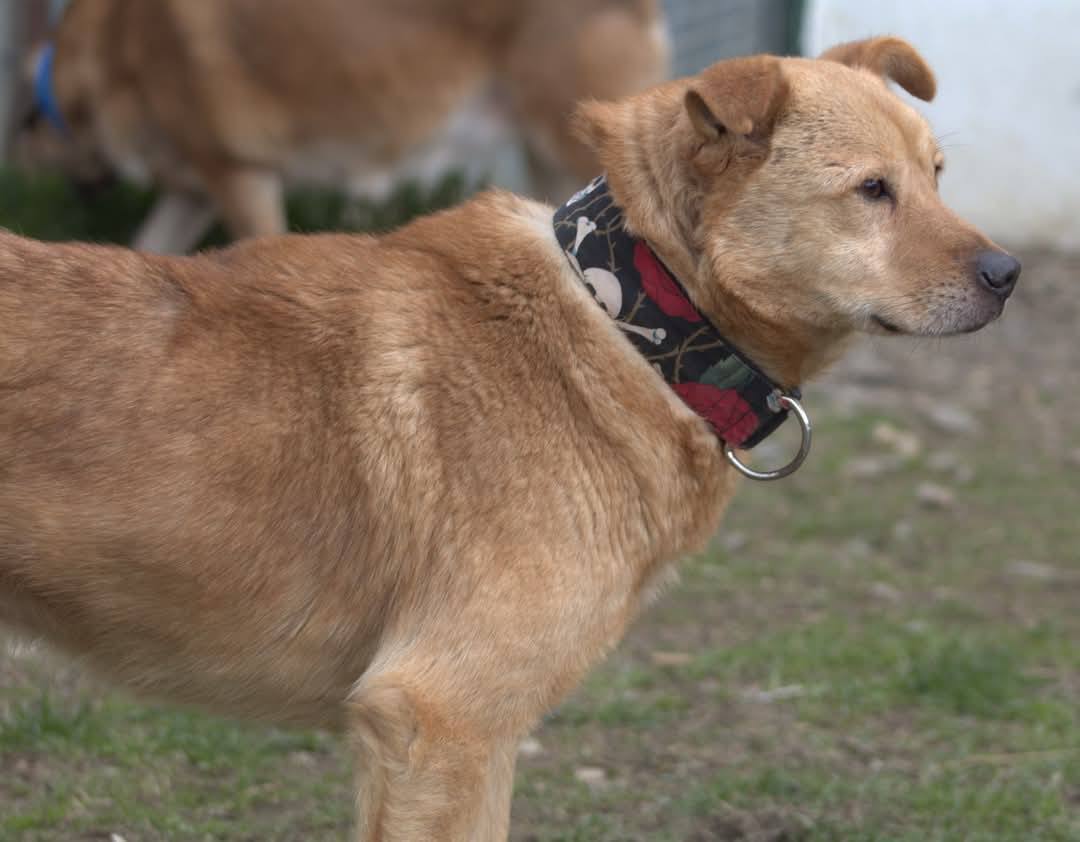 Diego Casa lui Patrocle 3