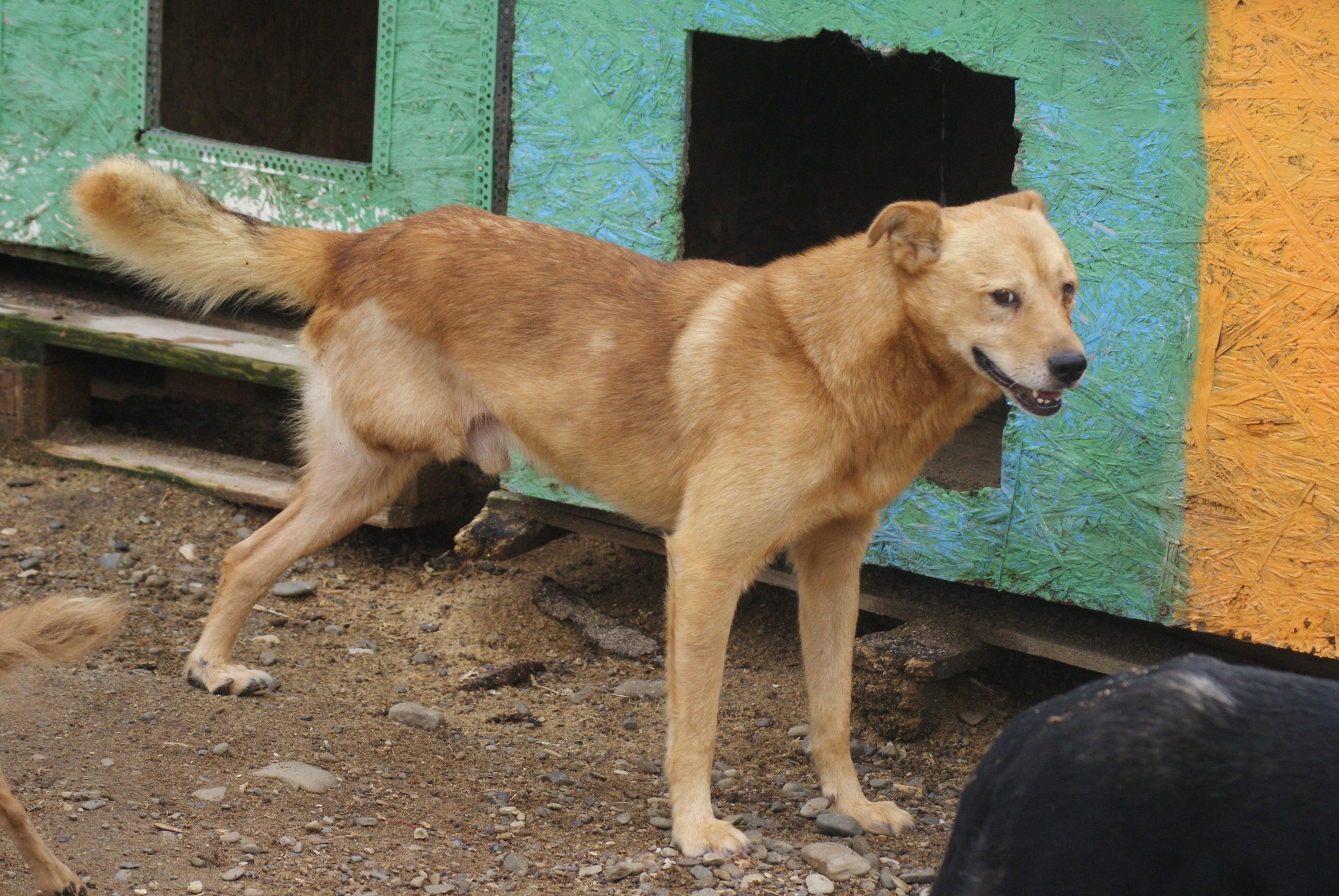 Diego Casa lui Patrocle 4