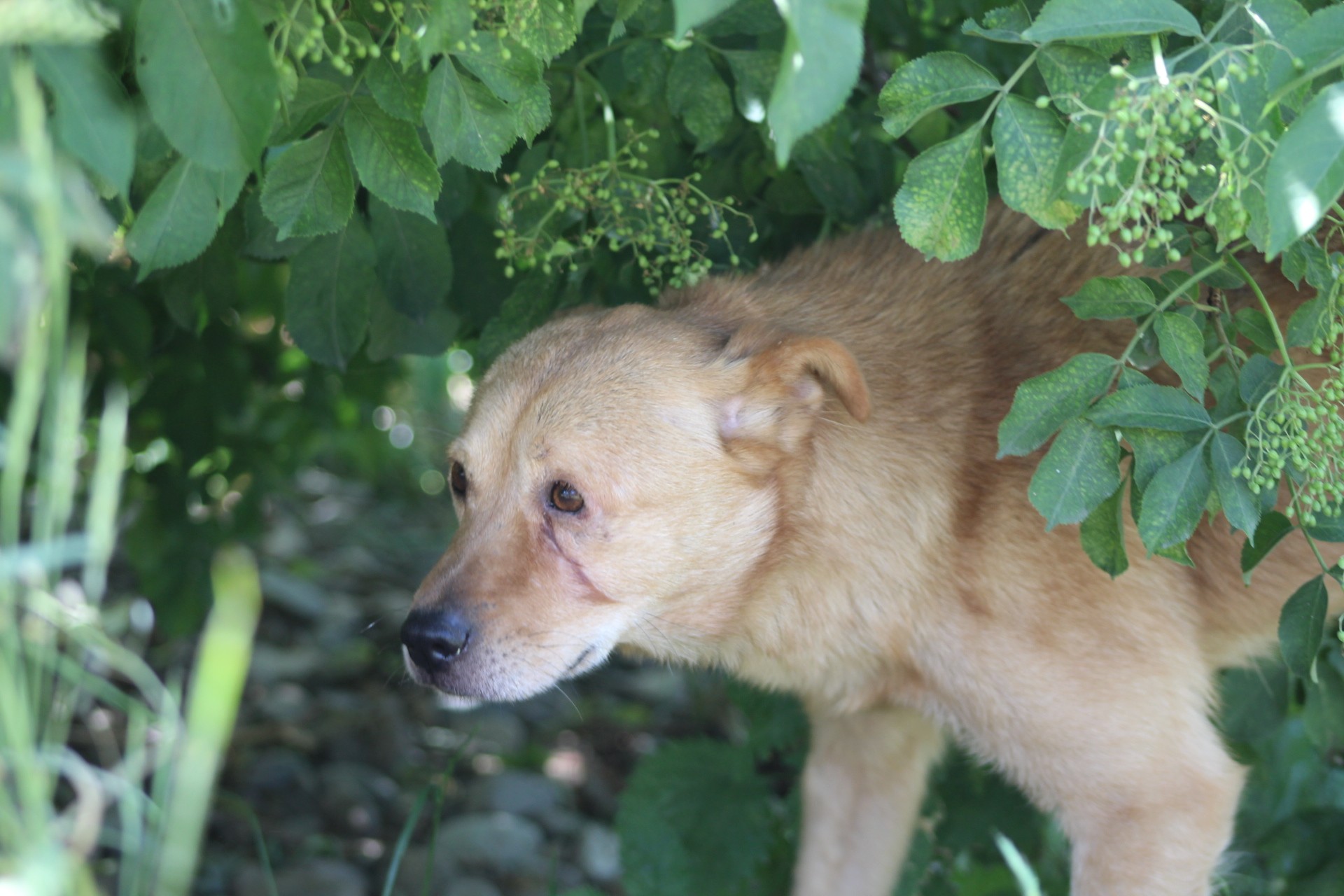 Diego Casa lui Patrocle 5