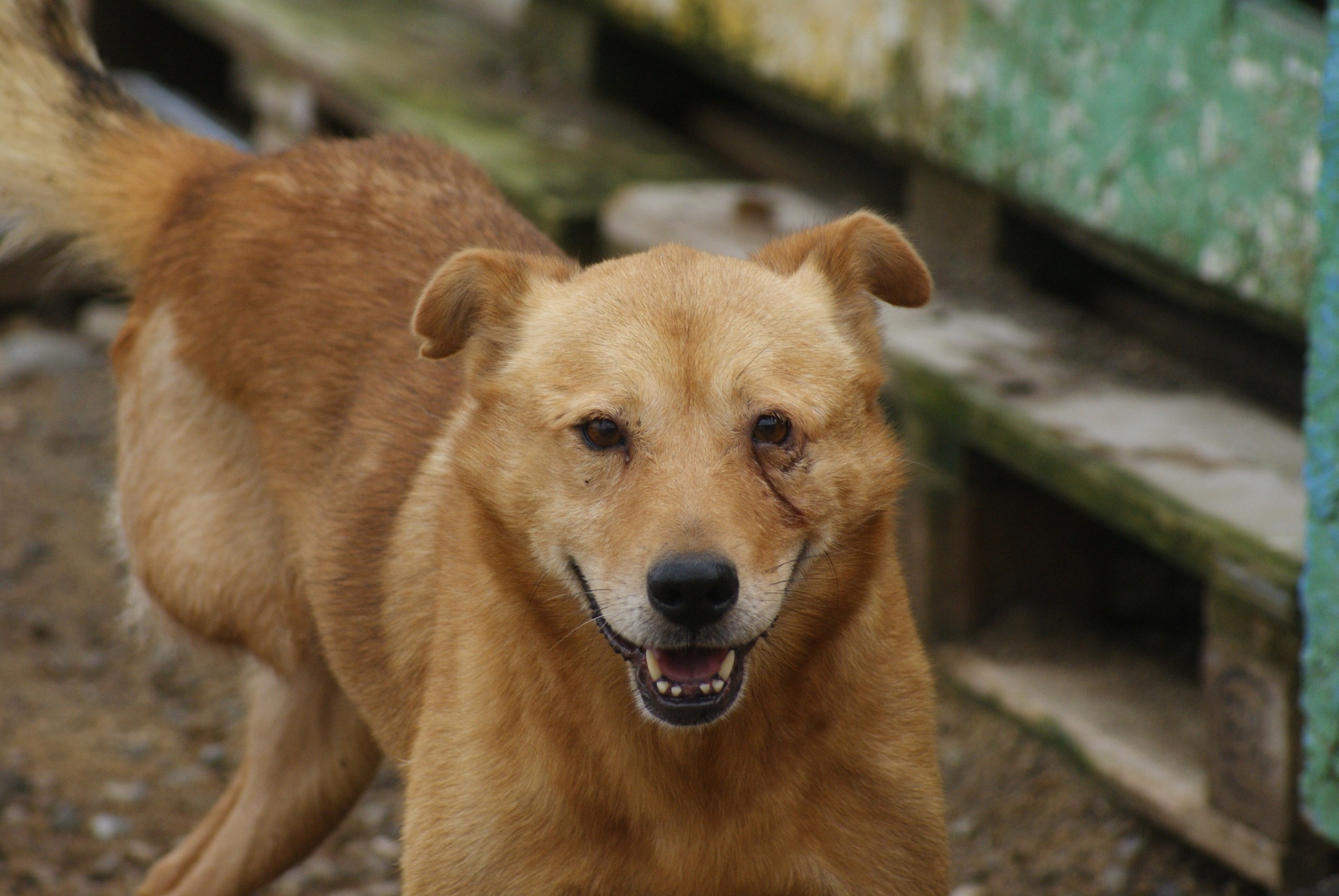 Diego Casa lui Patrocle 8