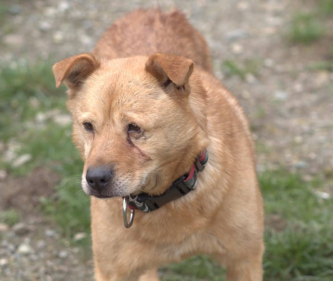 Diego, câine mascul de talie medie