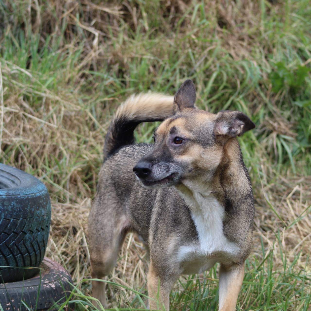 Dino Casa lui Patrocle 2