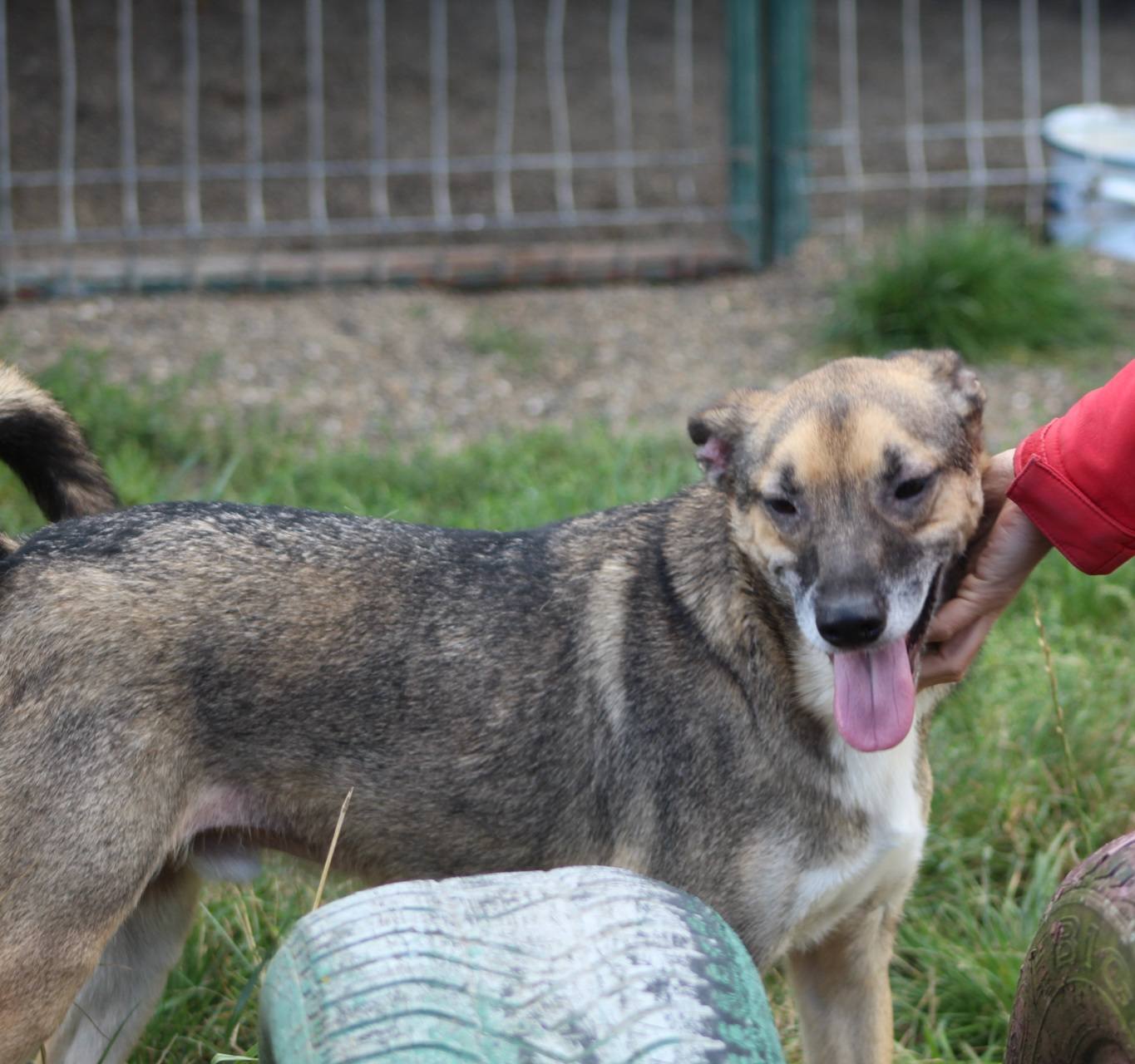 Dino Casa lui Patrocle 3