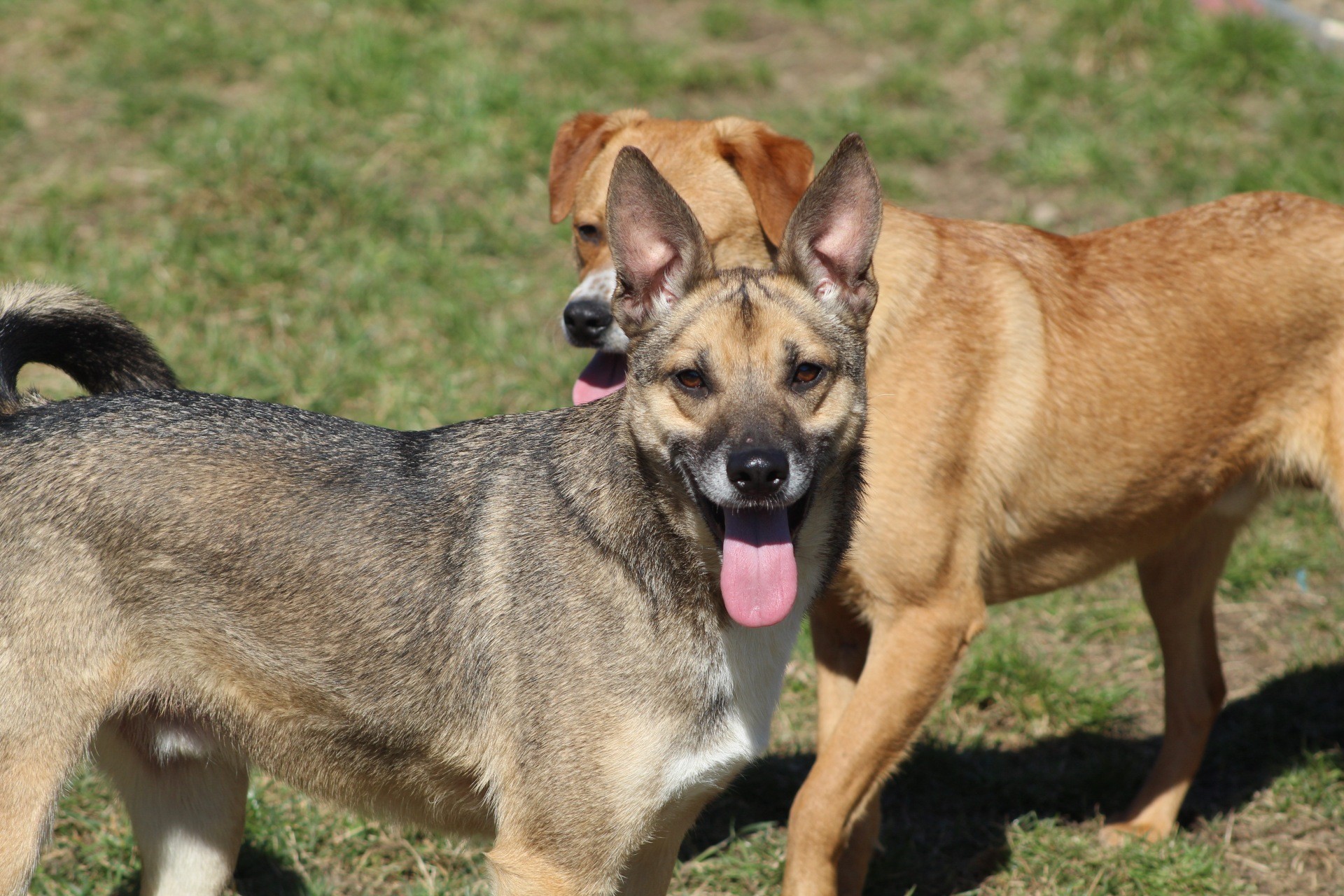 Dino Casa lui Patrocle 4