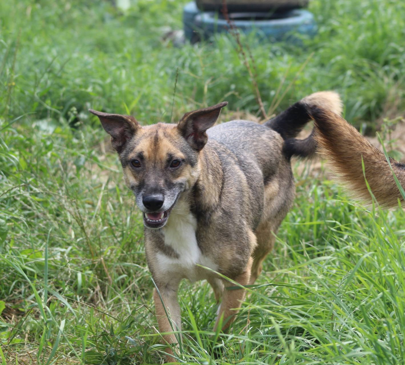 Dino Casa lui Patrocle 5