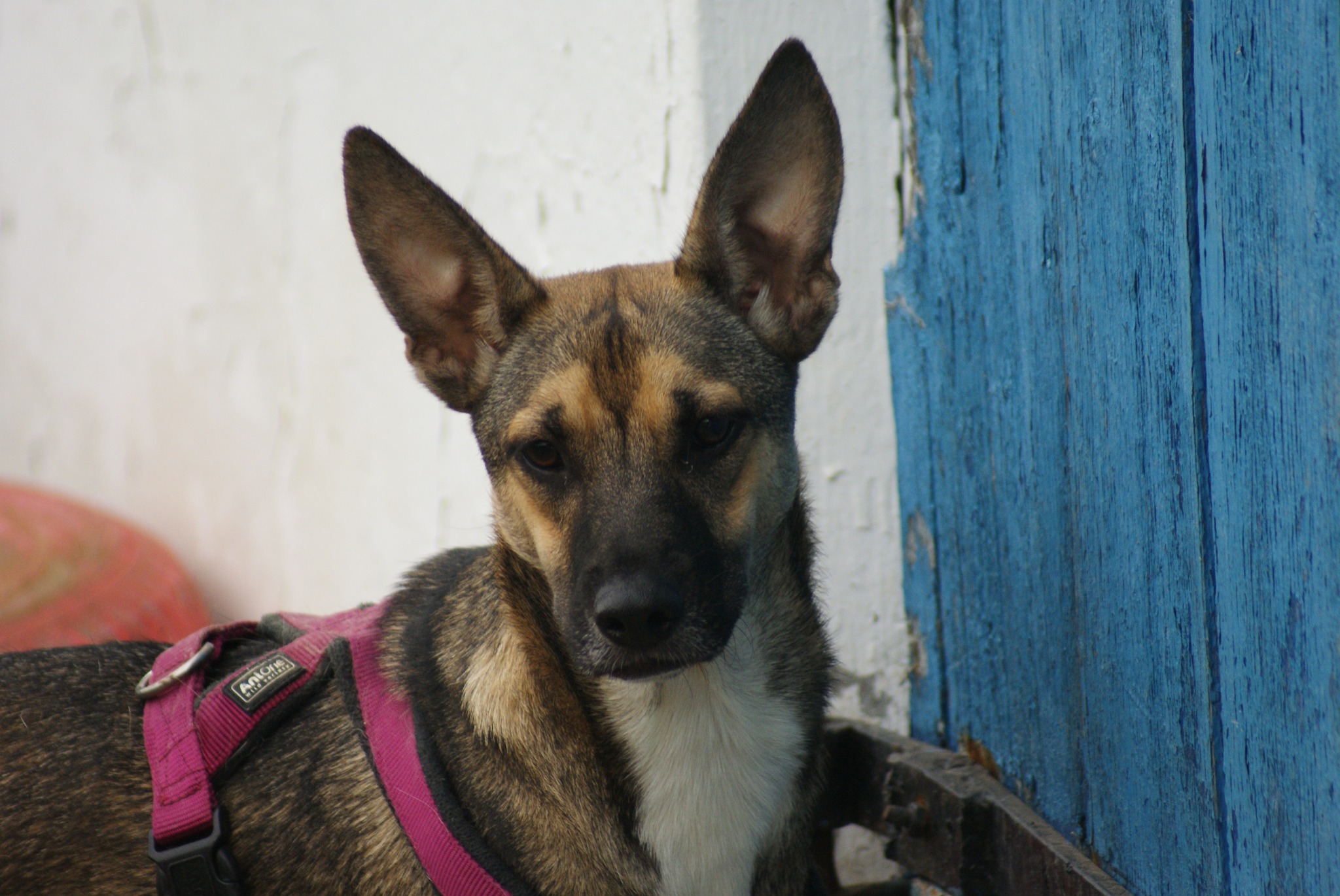 Dino Casa lui Patrocle 6