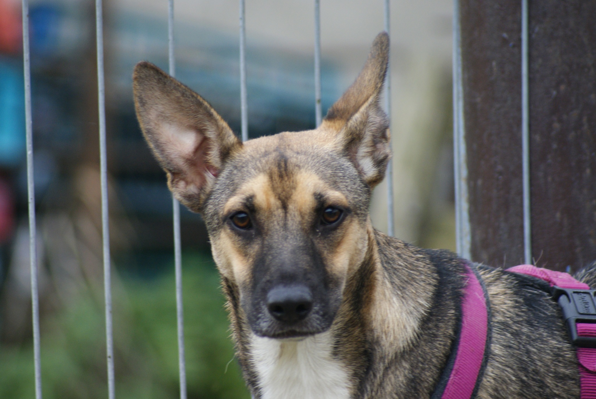 Dino Casa lui Patrocle 7