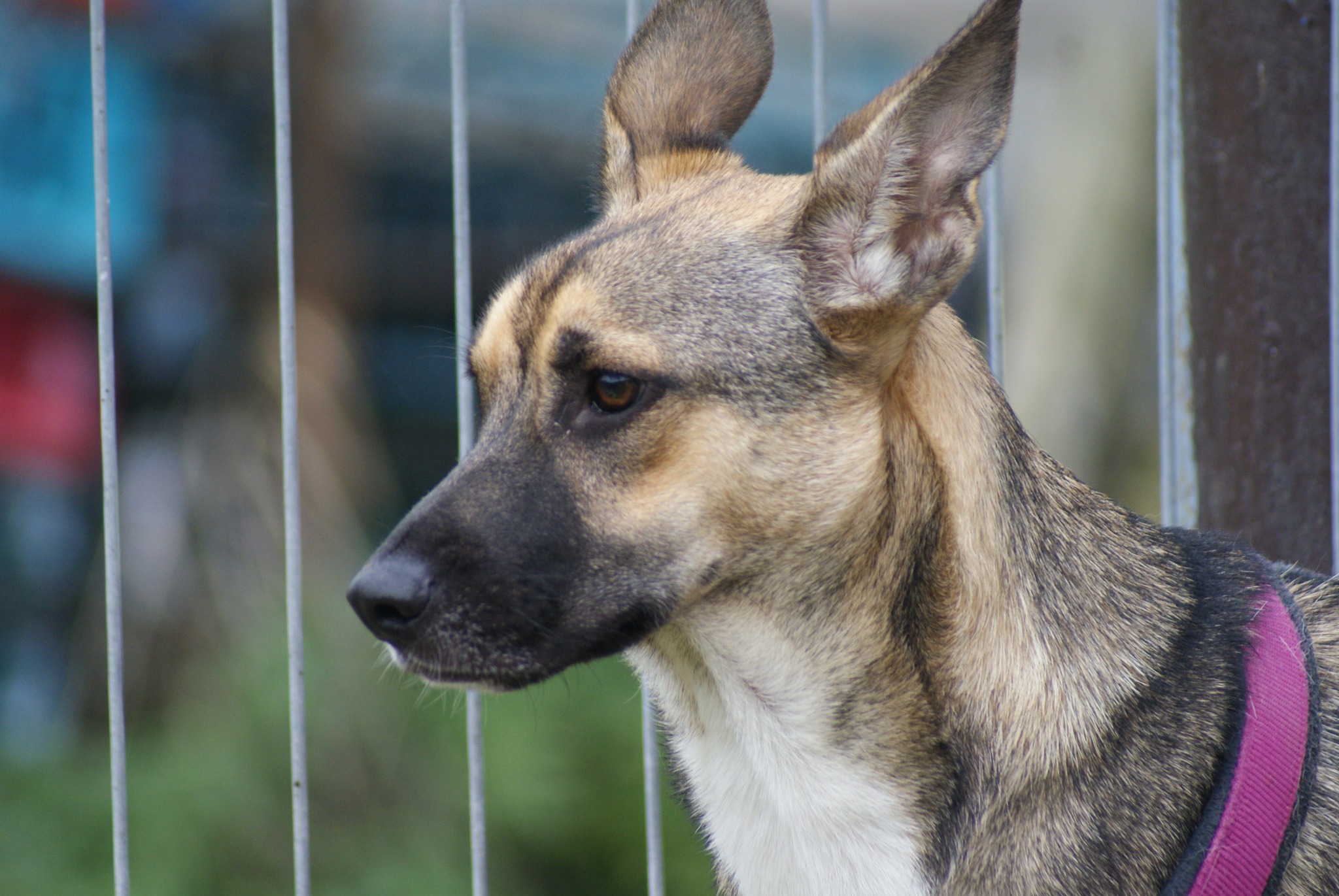 Dino Casa lui Patrocle 8